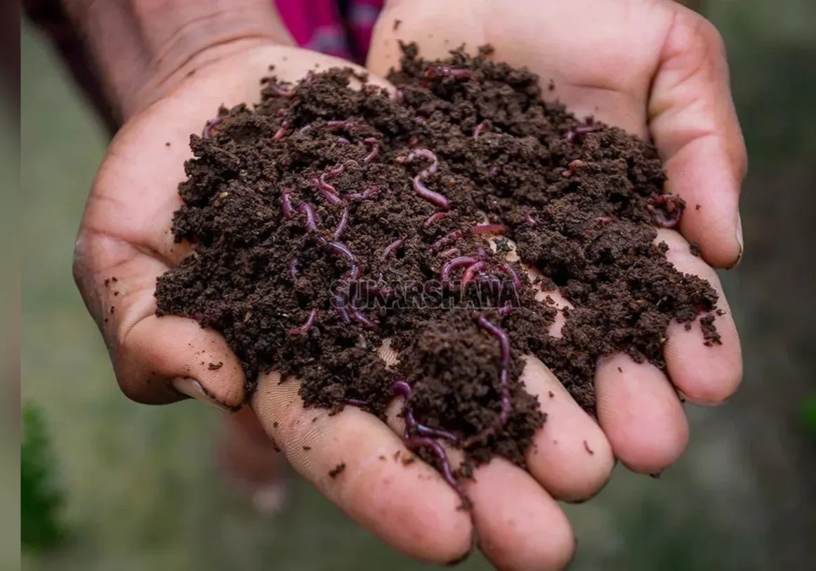 Brown Vermicompost Fertilizer