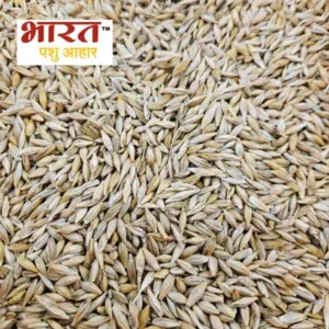 Barley Feed
